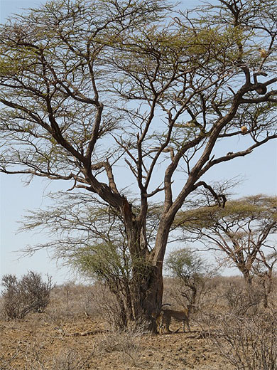 Gu�pard marque son territoire