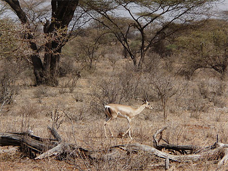 Gazelle de Grant male