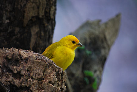 Les oiseaux du Biod�me