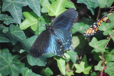 Papillon