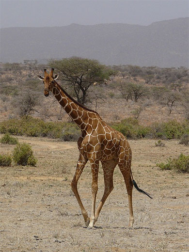 Girafe