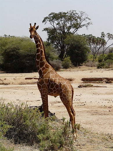 Portrait d'un Girafon