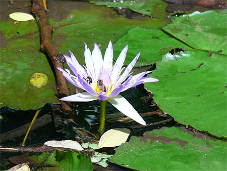 Au Jardin de Pamplemousses