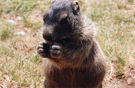Marmotte