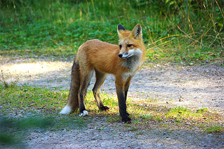 Le renard 