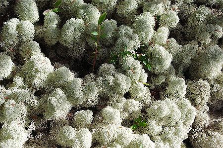Lichen