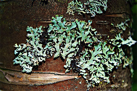 Lichen