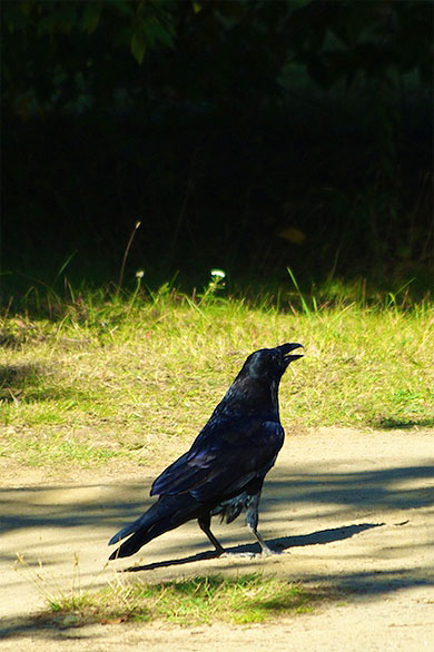 Le corbeau