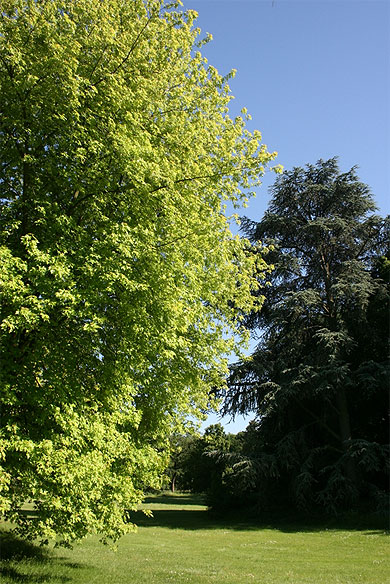 Le parc de Bagatelle � Paris