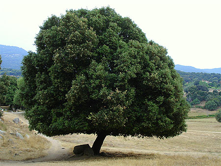 Arbrissime
