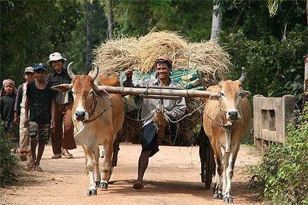 Transport dans rizi�res