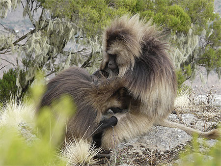 Babouins geladas