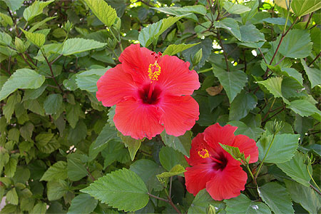 Hibiscus