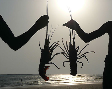 Lobsters aust�res...