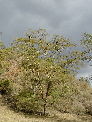 Arbre avec des singes Colobes