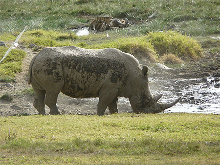 Rhinoc�ros