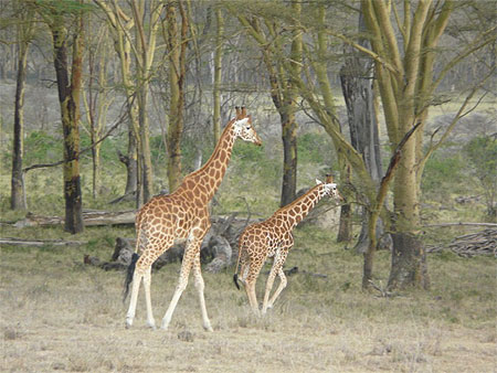 Girafes