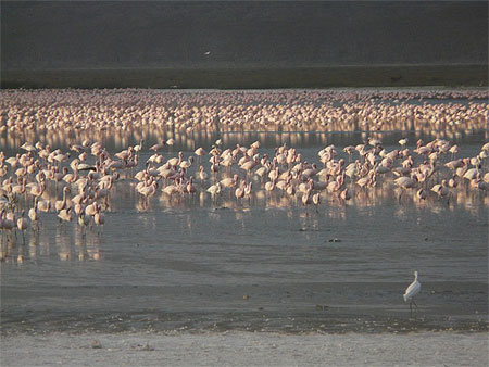 Lac de nakuru