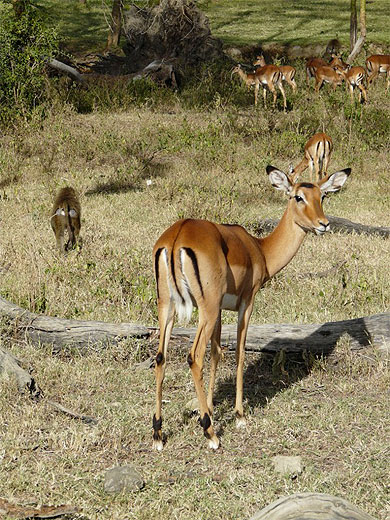 Impala