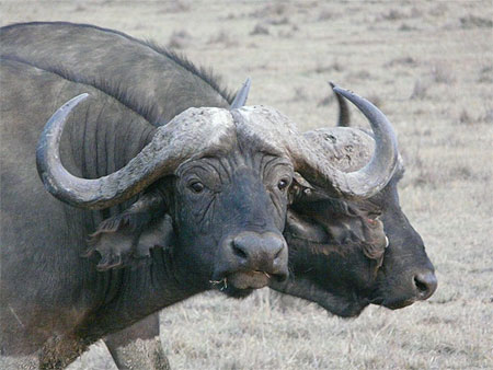 Portrait de Buffle