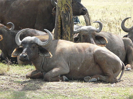 Buffle