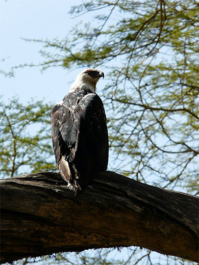 Aigle