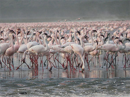 Flamants du Lac Nakuru