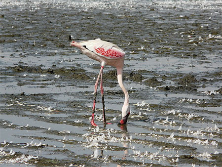 Flamant du Lac Nakuru