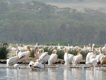 P�licans du Lac Nakuru