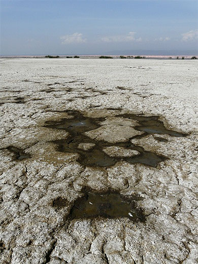 Vase du Lac Nakuru