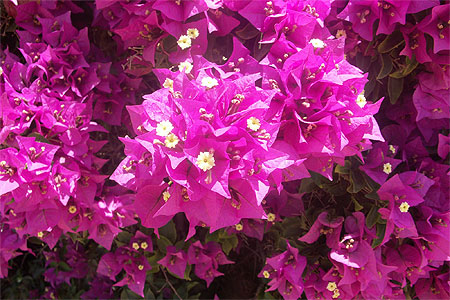 Fleurs