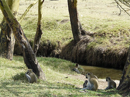 Singes Grivet