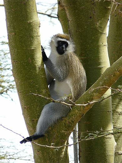 Singe Grivet