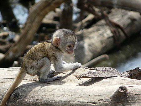 B�b� Singe Grivet