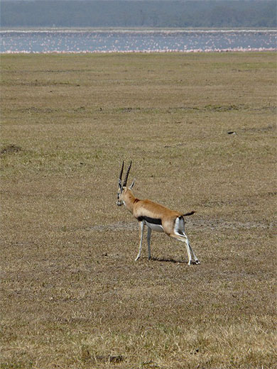 Gazelle de Thompson qui s'�tire