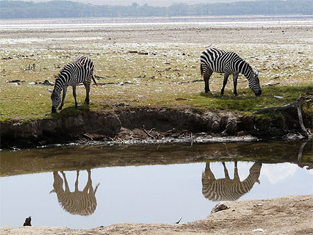 Z�bres avec le reflet dans l'eau