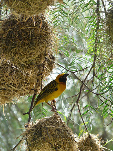 Superbe oiseau jaune
