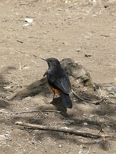 Oiseau vu au Baboon Cliff