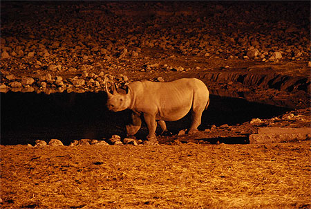 Rhinoc�ros