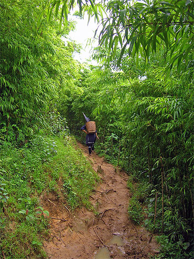 Sapa for�t de bambous