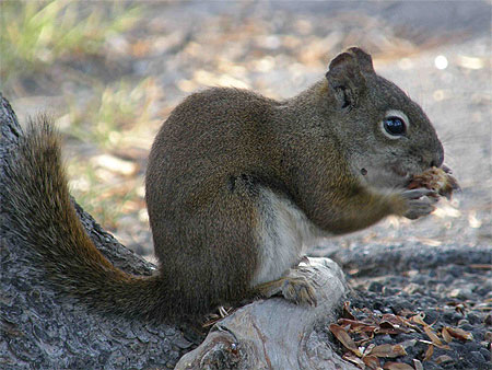 En fin de repas