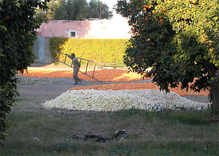 Cueillette des oranges