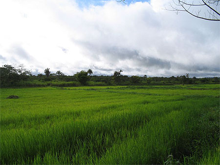 Bas-fond � T�l�koro