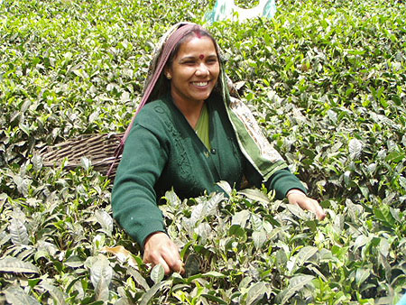 Cueillette du th� Sri Lanka