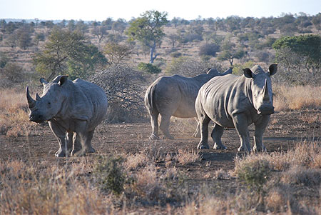 Rencontre avec trois rhinoc�ros blancs lors d'un morning walk pr�s de Olifant