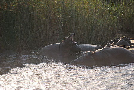 Hippopotames, Santa Lucia