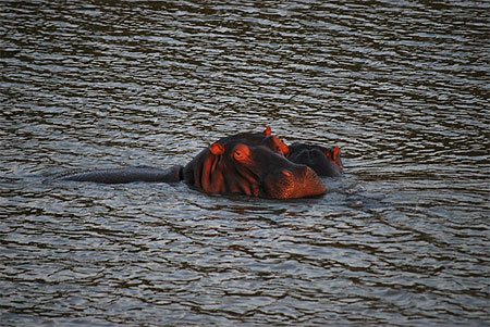 Hippopotames, Santa Lucia
