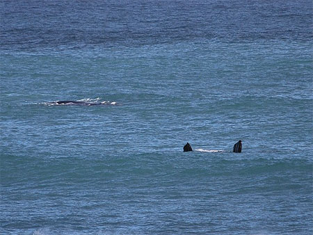 Parade f�minine de la baleine, Koppie Alleen