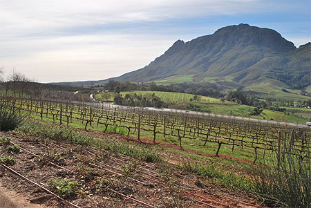 Paysage entre Franschoek et Stellenbosch
