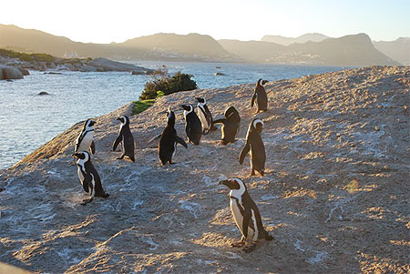 Boulder's beach